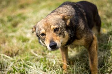 ..stray dog ​​on the grass nature young