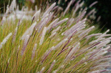 Tall dry grass sway in the wind at summer.