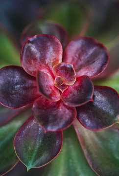 Close-up of a very colorful echeveria succulent