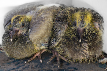 Pigeon chicks two weeks of age changing plumage.