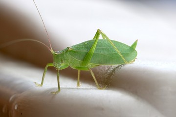 Macro shot of the side of a walking leaf insect