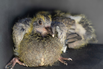 Pigeon chicks two weeks of age changing plumage. © Nataliya
