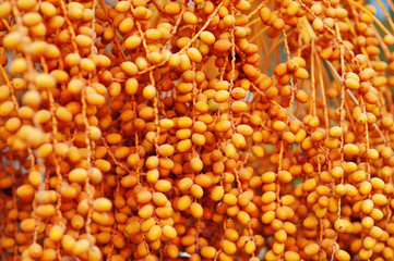 Close up palm trees with ripe dates at Bodrum, Turkey.