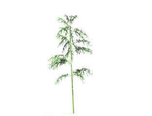 A bamboo tree isolated over a white background. Suitable for use in architectural design or Decoration work. Used with natural articles both on print and website. 