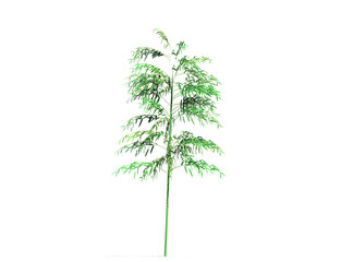 A bamboo tree isolated over a white background. Suitable for use in architectural design or Decoration work. Used with natural articles both on print and website. 