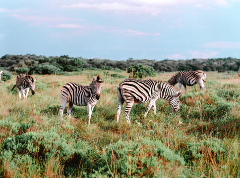 Zebras grazing in the bush in the sunset