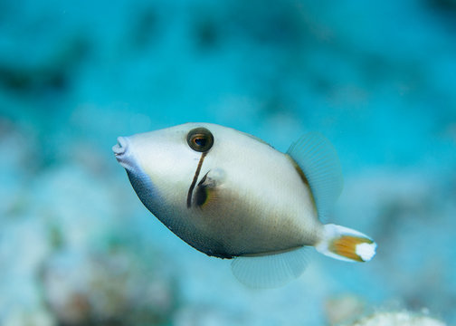 Half moon Triggerfish