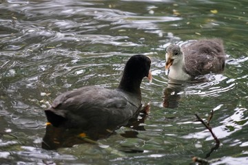 Altes und junges Blässhuhn im Tiergarten (Berlin)