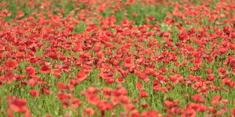 Flowering red poppy fields in Brandenburg