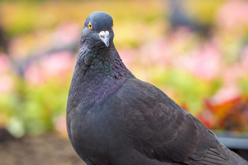 macro shooting of birds. dove close up.