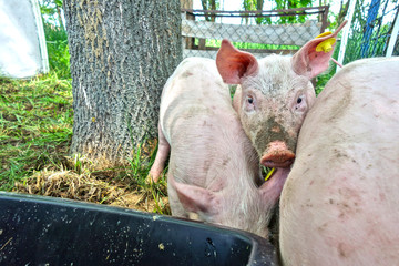 Little pigs are feeding in the paddock