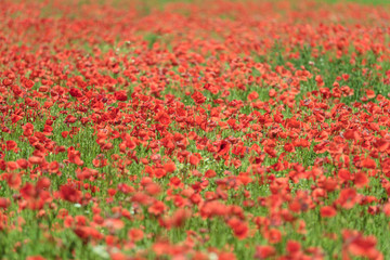 Flowering red poppy fields in Brandenburg
