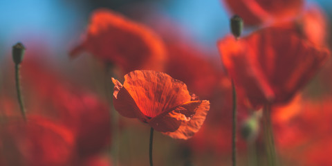 Close-Up Of Red Poppy Flowers Blooming On Field 