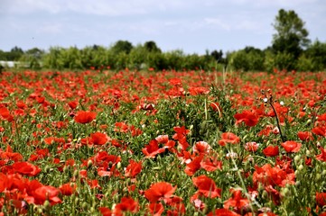 large poppy field