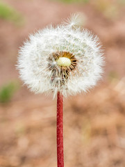 dandelion close up. Abstract natural background. shallow depth of field