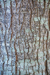 Obraz premium Tree Bark