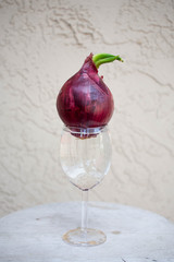 Rec onion bulbs with growing long green sprouts in water.
