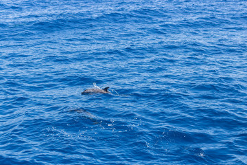 dolphin swimming in the blue ocean in Tenerife,Spain