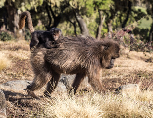 Gelada Baboon - Theropithecus Gelada. Simien Mountains in Ethiopia