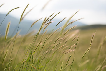 Beautiful summer meadow nature. Spring and summer flowers under blue sky and sunlight near Shemakha, Azerbaijan