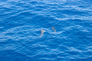 dolphin swimming in the blue ocean in Tenerife,Spain