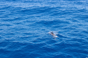 dolphin swimming in the blue ocean in Tenerife,Spain