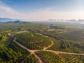 Aerial view of palm plantation area in Phang nga, Thailand