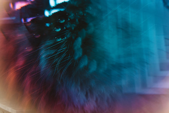 Prismatic cat