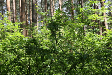 trees in the forest