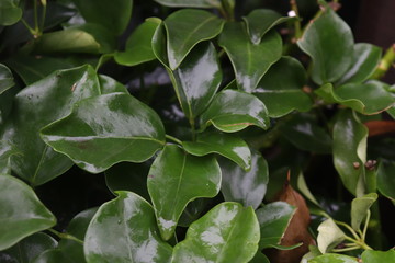 Follaje tropical - Hojas