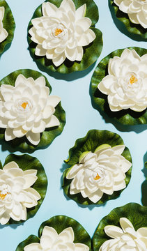 Lotus flowers.