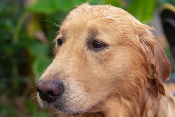 Close-up portrait of face Golden Retriever