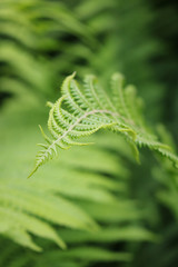 Fototapeta na wymiar Close up of a bright green fern foliage background texture.
