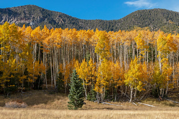 Colorful Aspen Trees In the Fall Near Flagstaff, AZ