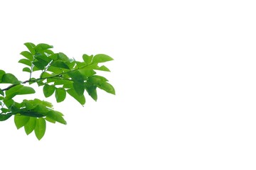 A twig of tropical tree leaves on white isolated background for green foliage backdrop 