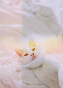 Recovering cat in bed with shining flare and Elizabethan collar on