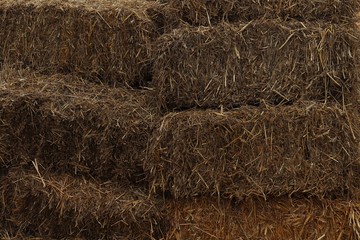 Hay stocks for winter