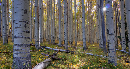 Stand Of Aspen Trees At Fall Near Flagstaff, AZ