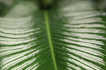 Hoja de heliconia en primer plano