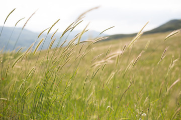 Beautiful summer meadow nature. Spring and summer flowers under blue sky and sunlight near Shemakha, Azerbaijan