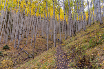 Inner Basin Hiking Trail At Fall Near Flagstaff, AZ