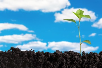 Growth of new life on  background