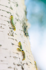 Three green caterpillars crawling along the birch trunk
