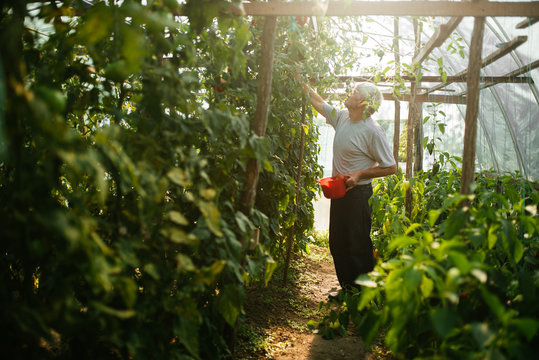 Old man in greenhouse