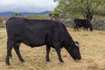 Cows eating in a wild mountain farm