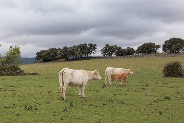 Fototapeta na wymiar Cows eating in a wild mountain farm