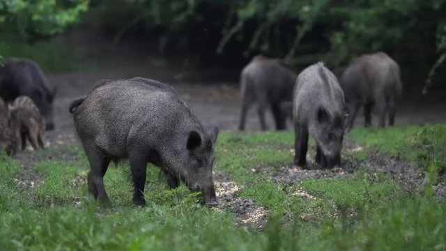 Adult feral pigs in the forest