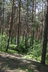 trees in the forest