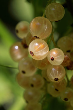 Ripe white ribes berries on the bush