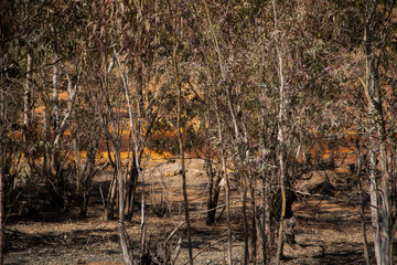 Forest in Rio Tinto